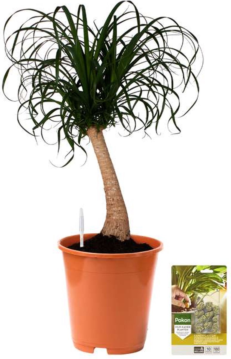 Find the perfect Ponytail Palm for you on Bol.com