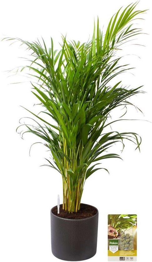 Pokon® Goudpalm / Areca Palm incl. watermeter en voeding - in Mica Era Pot Donker Grijs - hoogte 100 cm
