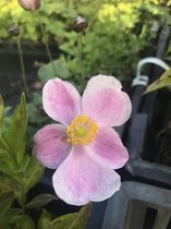 6 x Anemone hup. 'Little Princess' - Herfstanemoon - P9 Pot (9 x 9cm) - Dima Vaste Planten