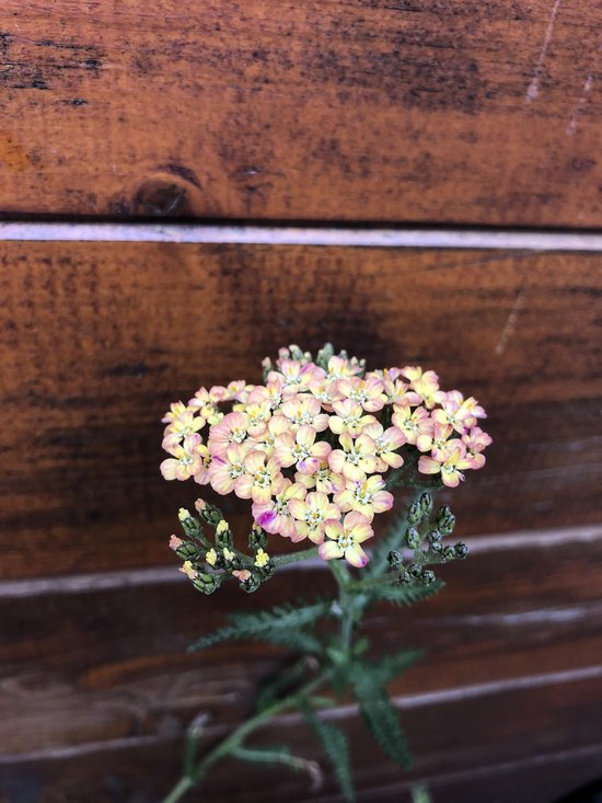 6 x Achillea mill. 'Wesersandstein' - Duizendblad - P9 Pot (9 x 9cm) - Dima Vaste Planten
