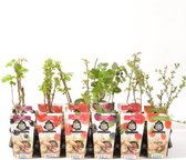 Mini Fruitplanten mix - set van 6 verschillende soorten fruit - hoogte 30-40 cm