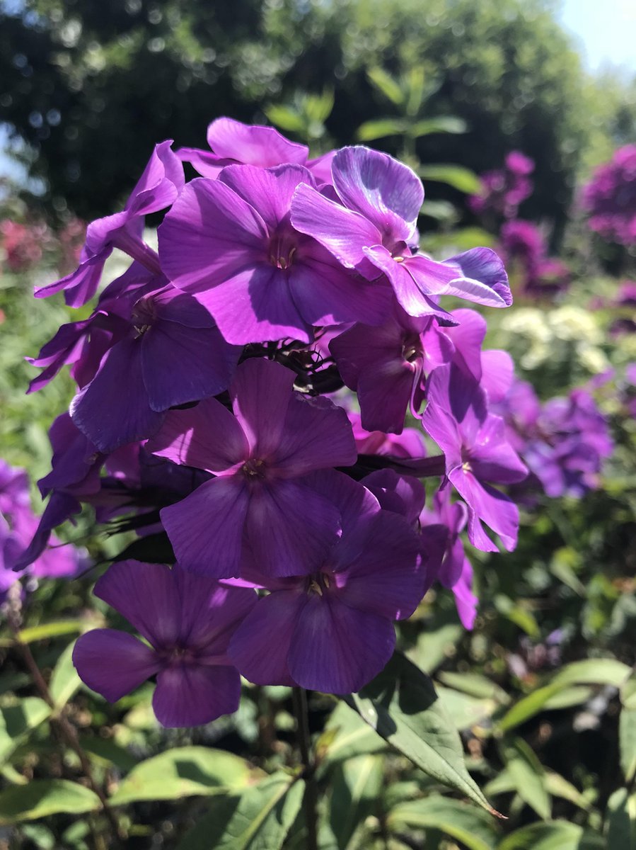 6 x Phlox paniculata 'Blue Boy' - Vlambloem - P9 Pot (9 x 9cm) - Dima Vaste Planten