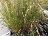 6 x Calamagrostis brachytricha - Struisriet - P9 Pot (9 x 9cm) - Dima Vaste Planten