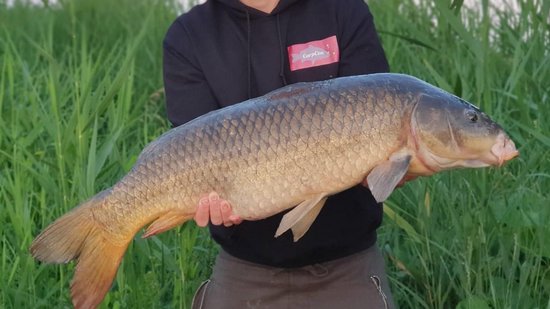 High Attract Voerpakket 'Scopex Sweetcorn' 20mm - Met 1kg Instant Range Boilies, Pop-Ups, Bait Smoke & Hookbaits - Karper voer/boilies - Hengelsport Visset van Merkloos — afbeelding 4