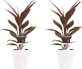 Kamerplanten van Botanicly – 2 × Cordyline Fruticosa Tango incl. sierpot wit als set – Hoogte: 40 cm