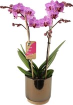 Orchidee van Botanicly – Vlinder orchidee in gouden keramiek pot 'Julia' als set – Hoogte: 50 cm, 2 takken, roze bloemen – Phalaenopsis Santiago