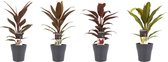 Kamerplanten van Botanicly – 4 × Cordyline Fruticosa Kiwi, Cordyline Fruticosa Mambo, Cordyline Fruticosa Tango, Cordyline Fruticosa Rumba met grijze sierpot als set – Hoogte: 40 c