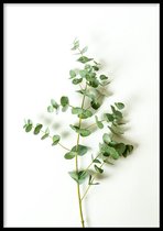 Poster Eucalyptus - 50x70 cm - Plant Poster - WALLLL