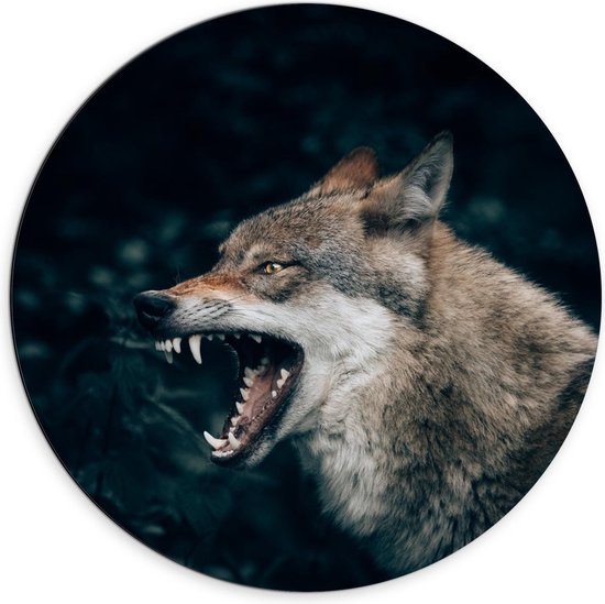 Dibond Wandcirkel - Wolf met Open Bek  - 70x70cm Foto op Aluminium Wandcirkel (met ophangsysteem)