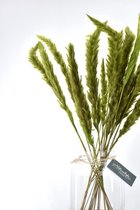 Pampas Fluffy Pluimen Groen | 10 stuks | 70 cm | Droogbloemen | Natuurlijk Bloemen | Pampas grassen