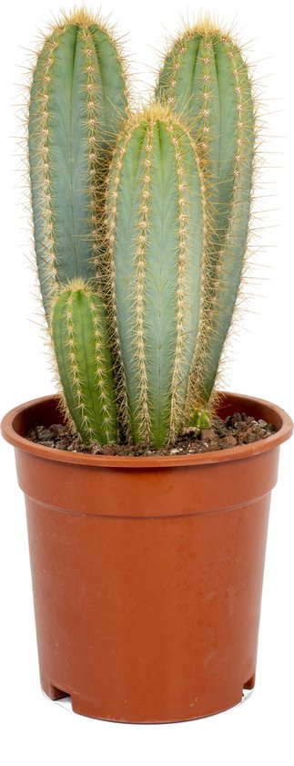 Cactus Pilosocereus Azureus - ± 45cm hoog – 17cm diameter