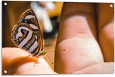 Tuinposter – Vlinder op Hand - 90x60cm Foto op Tuinposter  (wanddecoratie voor buiten en binnen)