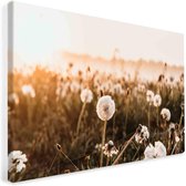 paardenbloemen op canvas | fotoprint op canvas | wanddecoratie bloemen & planten - 20x30cm