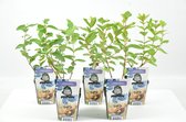 Mini Fruitplanten - set van 5 stuks 'Lonicera caerulea' (Blauwe Honingbes) - hoogte 30-40 cm