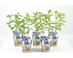 Mini Fruitplanten - set van 5 stuks 'Lonicera caerulea' (Blauwe Honingbes) - hoogte 30-40 cm