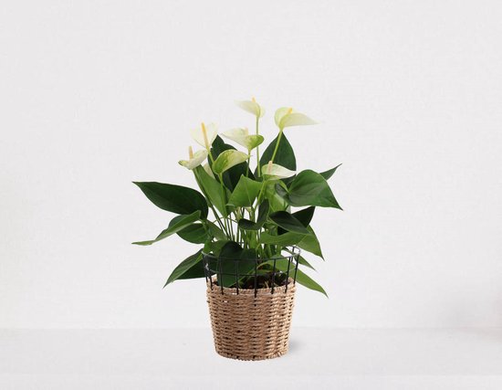 Anthurium Wit in siermand May – bloeiende kamerplant – flamingoplant – 40-50cm - Ø13 – geleverd met plantenpot – vers uit de kwekerij