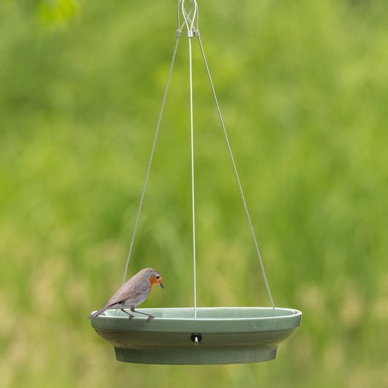 Een roodborstje zit op een groene hangende drinkschaal voor vogels, met een wazige groene achtergrond.