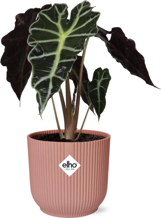 Olifantenoor in ELHO Vibes Fold Kleur Roze, Groene Plant, Tropisch, Karakteristiek blad, Alocasia Polly - Ø14cm - 40cm