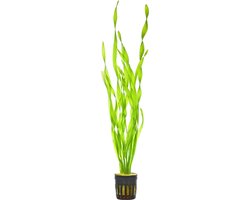 Moerings Vallisneria Asiatica | Schroefvallisneria | in 5 cm pot