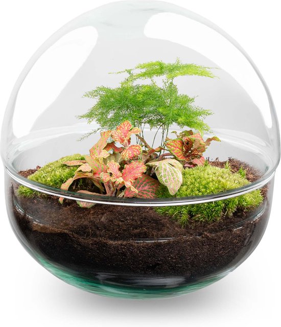 Glazen stolp met groen mos, varens en planten met rode bladeren.