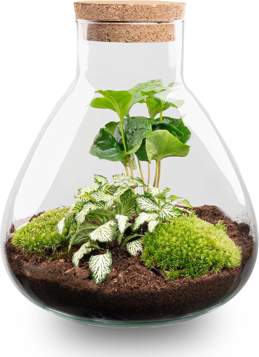 Sammie Coffea Arabica + White Tiger - Planten Terrarium - DIY kit - Ecosysteem plant - Ø 22,5 cm ↑ 27 cm