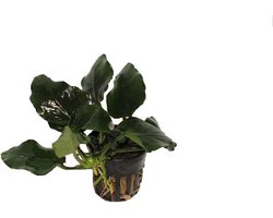Moerings Anubias Nana Thick Leaf | Dwerg Speerblad | in 5 cm pot