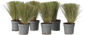 Plant in a Box - Stipa tenuifolia 'Pony Tails' - Set de 6 graminées Stipa 'queue de cheval' - Verdergras - Pot 9cm - Hauteur 20-30cm