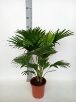 Plantenboetiek.nl | Livistona Rotundifolia - Waaierpalm - Ø17cm - 60-70cm hoog - Kamerplant - Groenblijvend