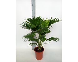 Plantenboetiek.nl | Livistona Rotundifolia - Waaierpalm - Ø17cm - 60-70cm hoog - Kamerplant - Groenblijvend