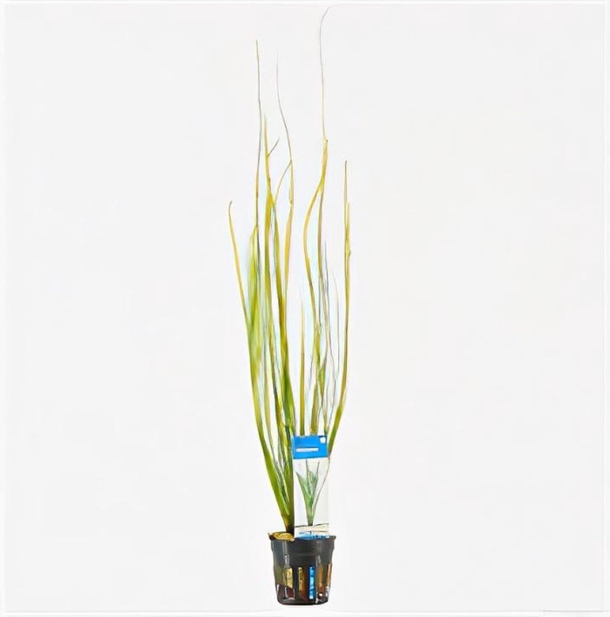 Moerings Vallisneria Natans in 5 cm pot