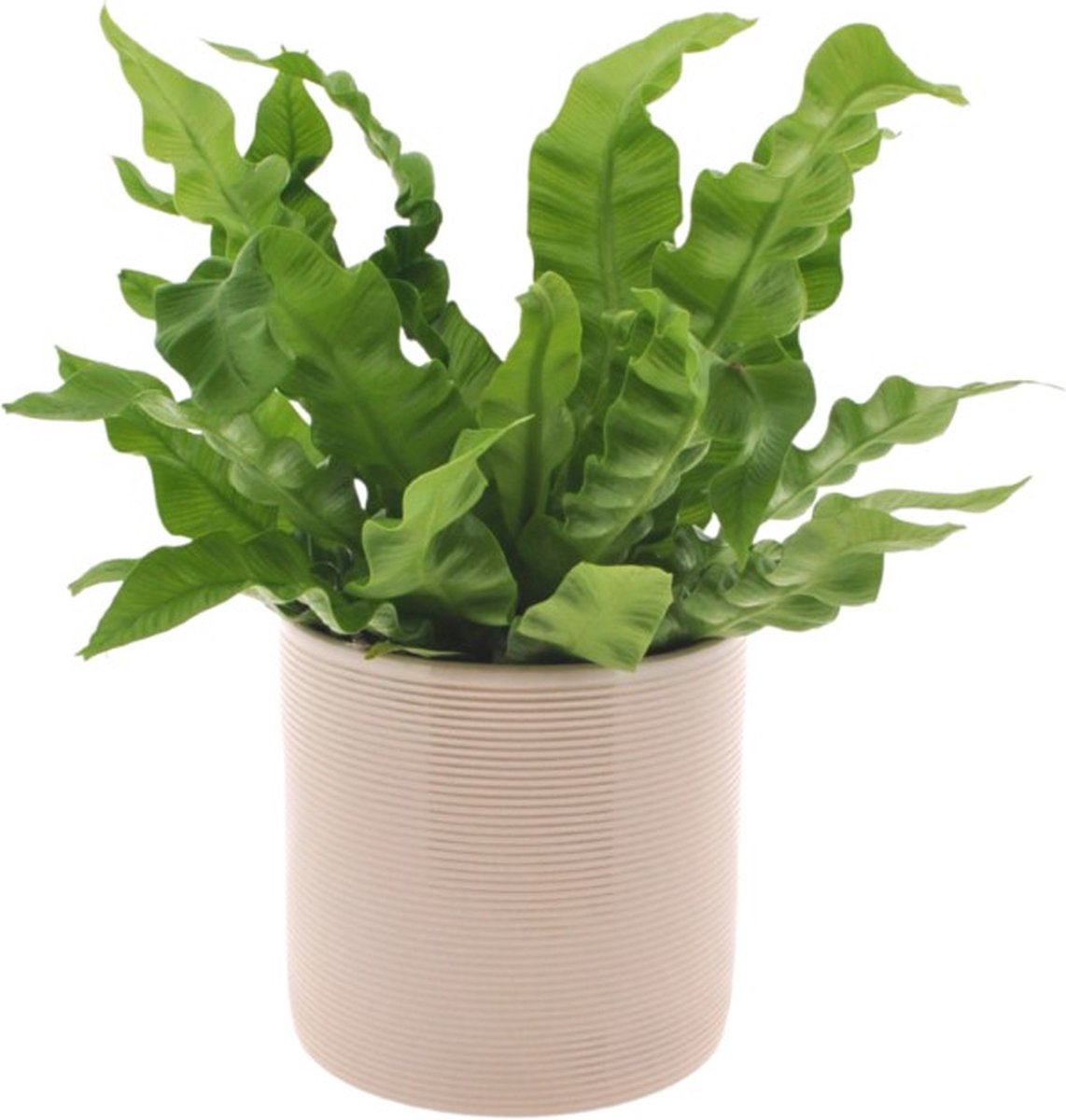 Asplenium Crispy Wave | 25cm | krulvaren | met Off White keramieken pot