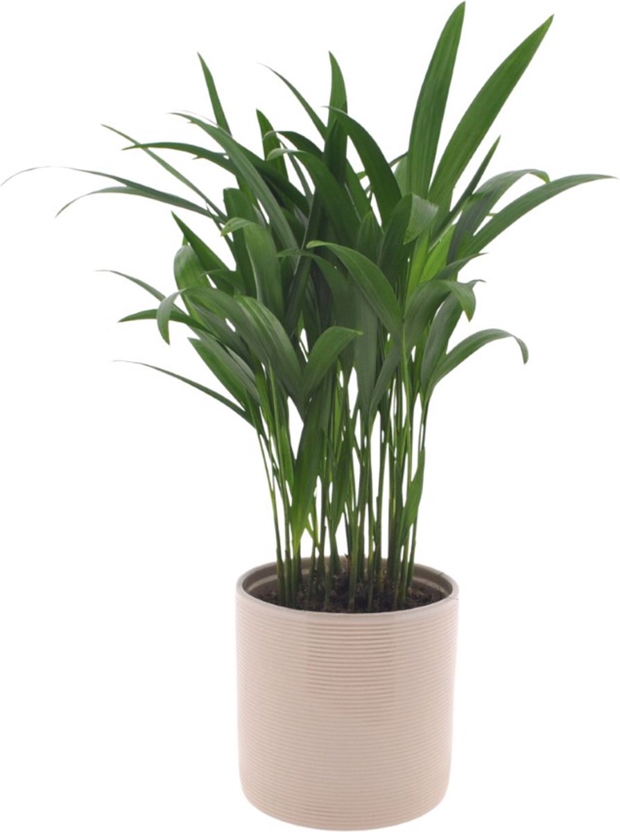 Dypsis Areca | 25cm | met Off White keramieken pot