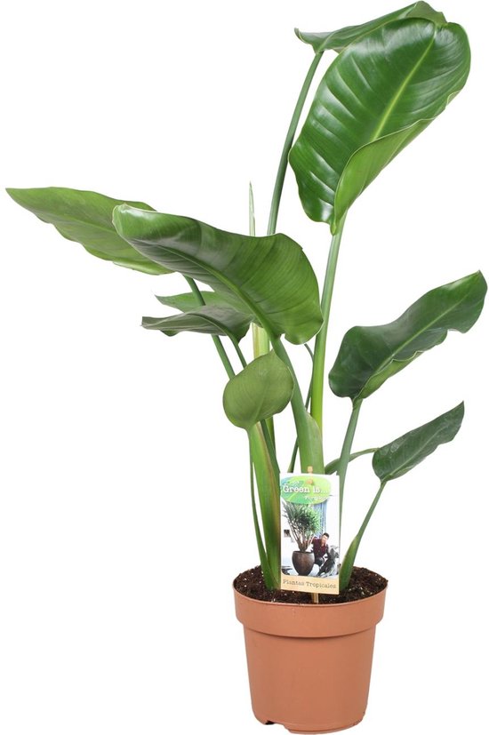 Witte Paradijsvogelplant, Tropische Groene Plant, Strelitzia Nicolai, Ø17cm - 60cm
