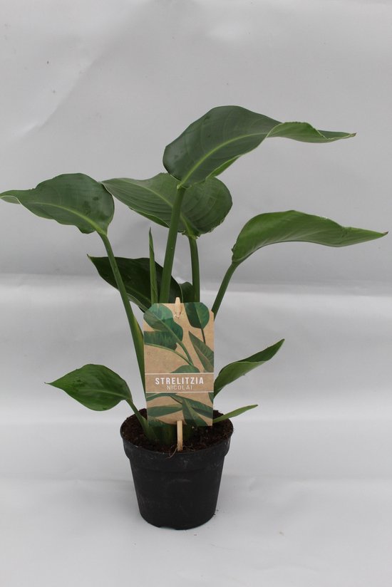 Witte Paradijsvogelplant, Tropische Groene Plant, Strelitzia Nicolai, Ø13cm - 35cm