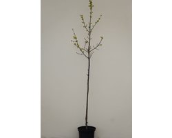 Jonge Grootvruchtige Kornoelje boom | Cornus mas 'Jolico' | 150-200cm hoogte