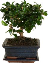 Bloomique - Bonsai Carmona - Bol Vorm - Bonsai Boompje - Kamerplanten - Hoogte 20-30 cm - 15 cm Breed - Inclusief Keramieken Pot en Schaal
