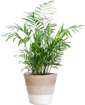 Chamadorea Elegans met Mand Lissabon wit - 55cm - Ø17