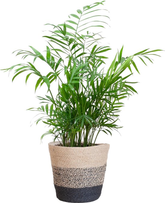 Chamadorea Elegans met Mand Lissabon zwart - 55cm - Ø17