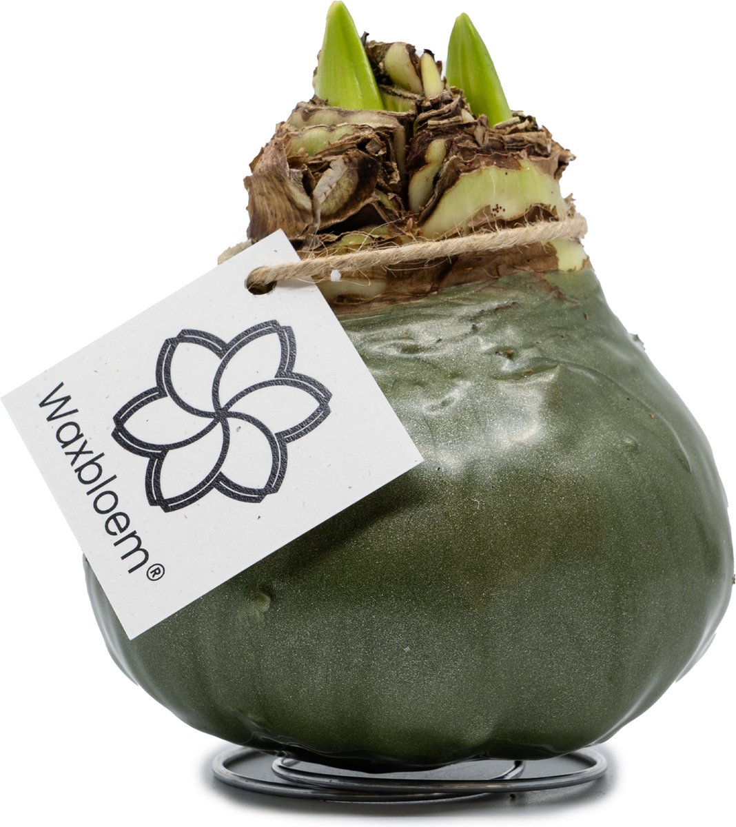 Waxbloem® | Wax Amaryllis | Olijfgroen