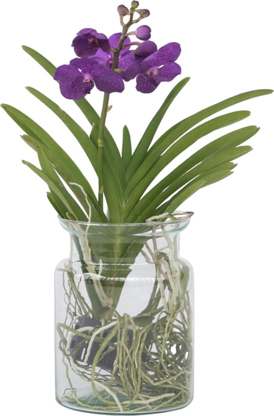 Orchidée - Vanda 'Cerise' - Hauteur 40-50cm - ⌀14cm