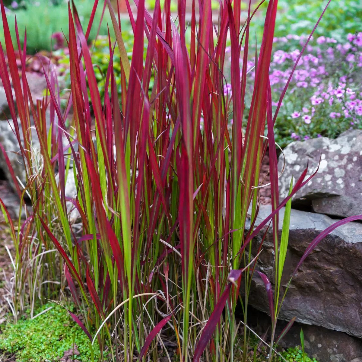 12x Imperata cylindrica 'Red Baron' (Japans Bloedgras) – Winterhard Siergras (Voor 2m², p9 Potmaat, 9x9 cm)