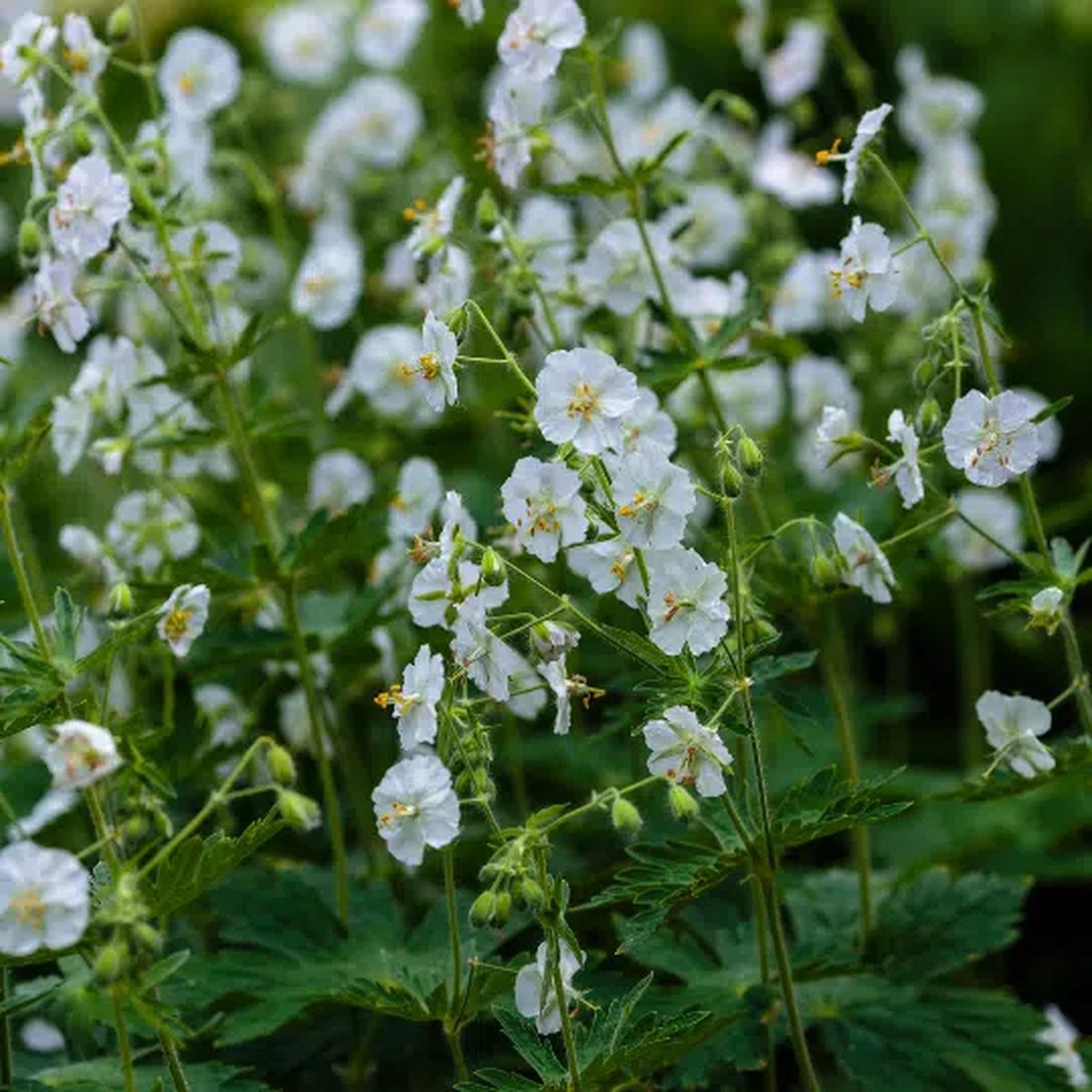 12x Geranium macrorrhizum 'Ingwersen’s Variety' (Ooievaarsbek) – Winterharde Bodembedekker (Voor 2m², p9 Potmaat, 9x9 cm)