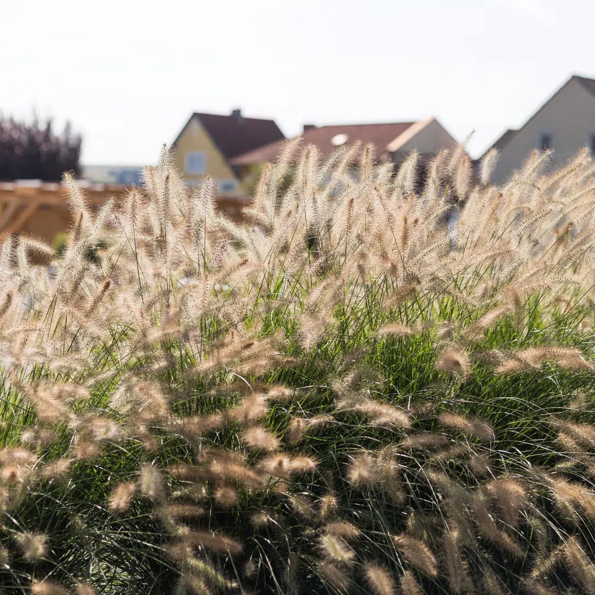 7x Pennisetum alopecuroides 'Hameln' – Lampenpoetsersgras (Voor 1m², C2 Pot Ø17cm)