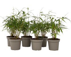 Plant in a Box - Fargesia scabrida Asian Wonder - Set van 6 - Niet woekerende rode bamboe - Pot 13cm - Hoogte 25-40cm