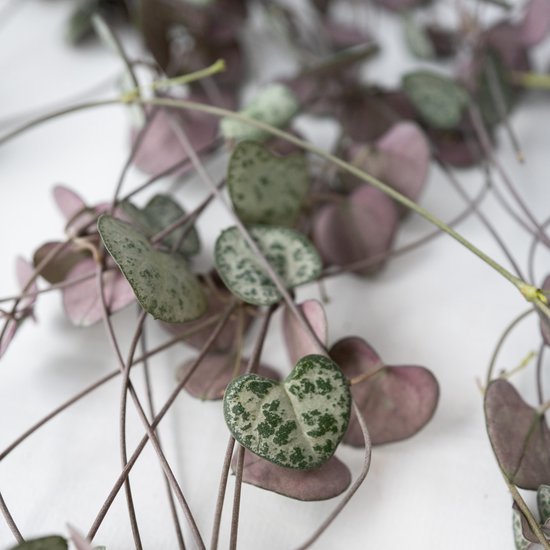 Close-up van de hartvormige bladeren van een Senecio herta plant met paarse en groene tinten.