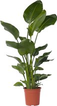 Plant in a Box - Strelitzia Nicolai - Paradijsvogelbloem - Paradijsvogelplant - XXL Groene kamerplant - Pot 28cm - Hoogte 150-170cm