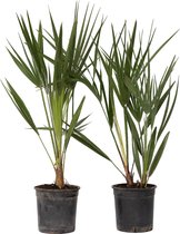 Plant in a Box - Chamaerops Humilis - Set van 2 - Europese Dwergpalm - Winterhard - Pot 15cm - Hoogte 50-60cm