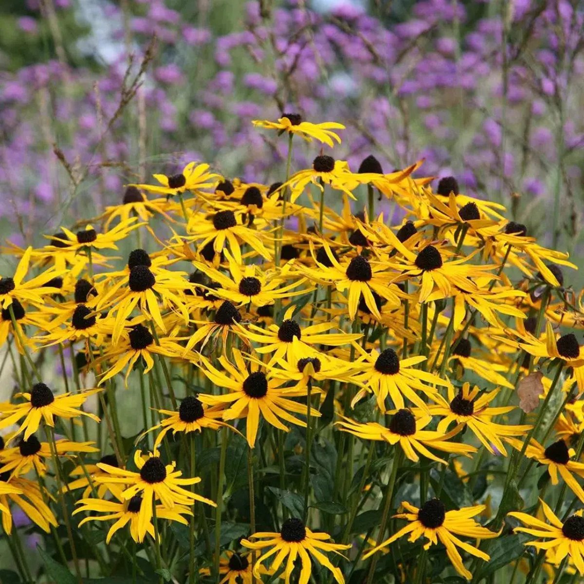 6x Rudbeckia fulgida 'Goldsturm' (Zonnehoed) – Winterharde Vaste Plant (Voor 1m², p9 Potmaat, 9x9 cm)