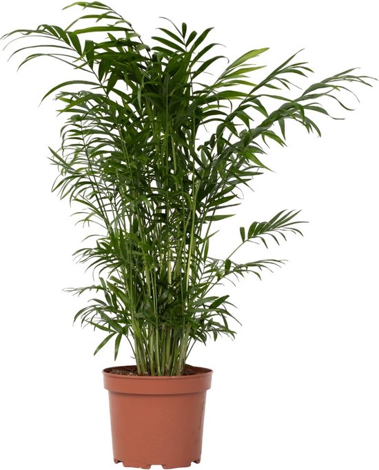 De 12 allerbeste planten voor kantoor! 6 Plant in a Box - Chamaedorea elegans - Mexicaanse dwergpalm - Hoogte 50-60cm