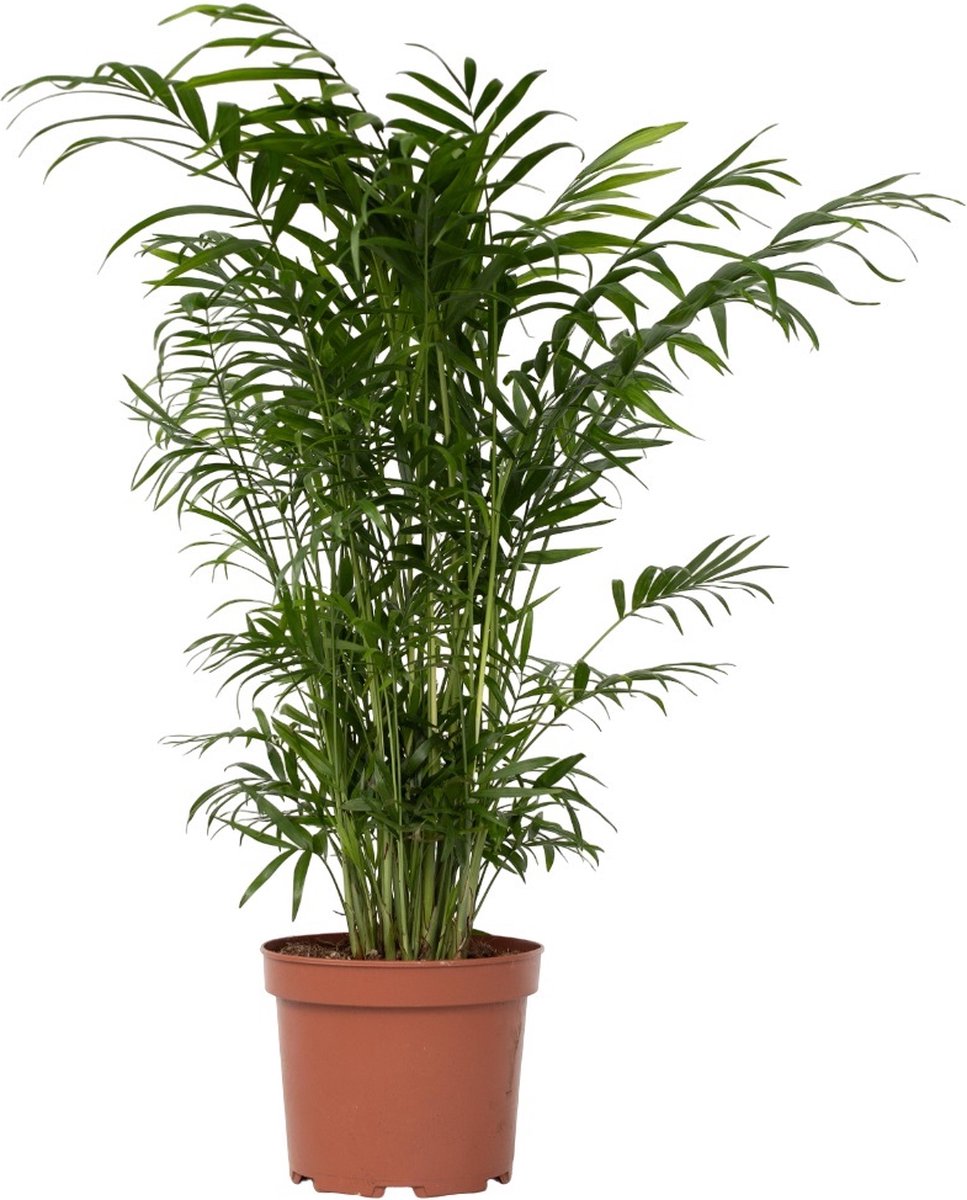 Plant in a Box - Chamaedorea elegans - Mexicaanse dwergpalm - Compact groeiende groene palm - Pot 17cm - Hoogte 50-60cm